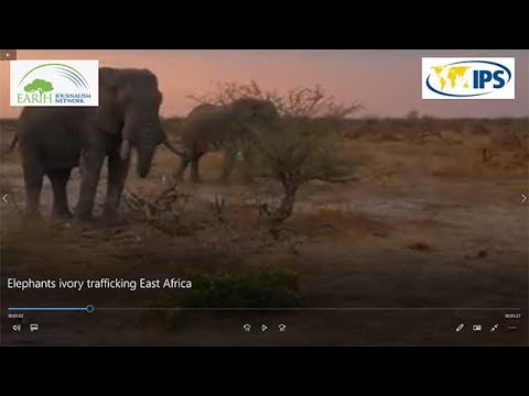 Elephants ivory trafficking East Africa